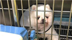 世界十大神童 第一位四个月大会说话，第七位14岁会建核反应堆