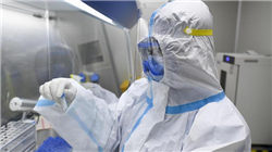 世界四大冥花之一，彼岸花为什么没有叶子